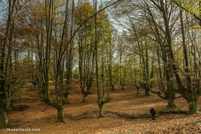 Hayedo De OTZARRETA - El Bosque Del Otoño (País Vasco)